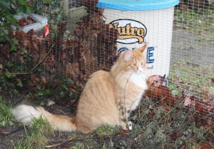 Norsk Skovkat Tukenja s J. Lo billede 6