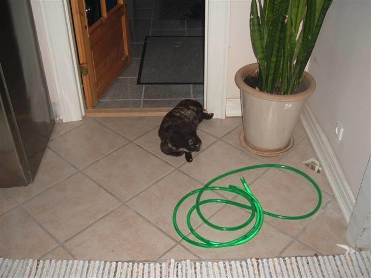 Blanding af racer Carla billede 11