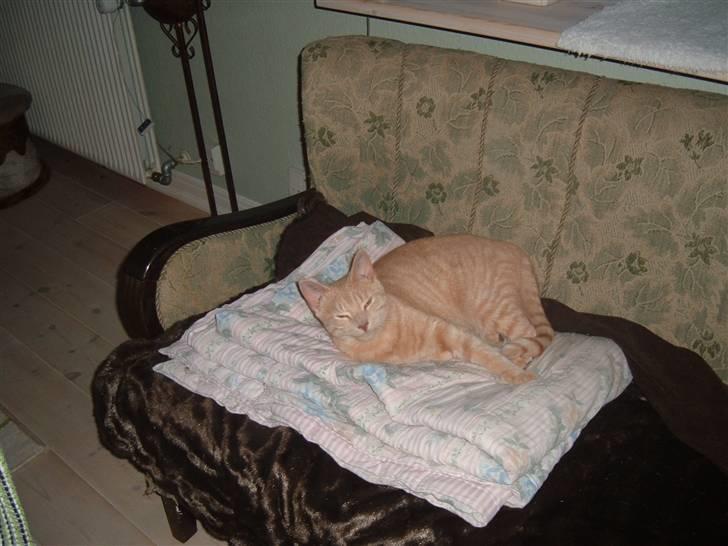 Blanding af racer Carla billede 12