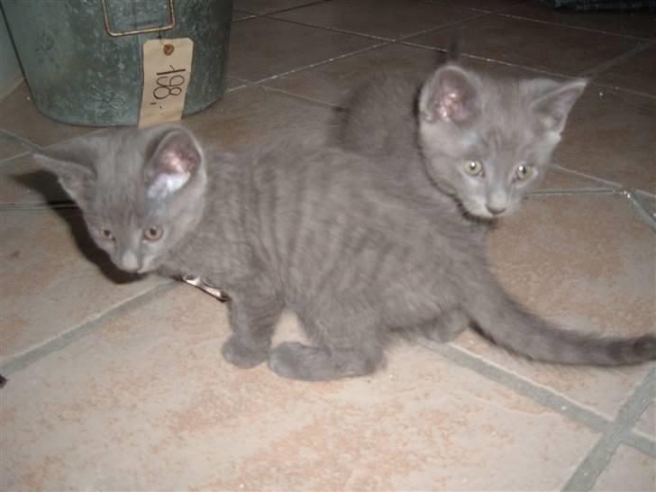 Blanding af racer Carla billede 13