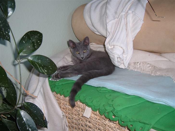 Blanding af racer Carla billede 14