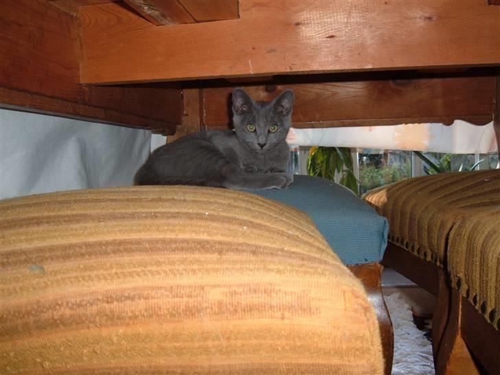 Blanding af racer Carla billede 15