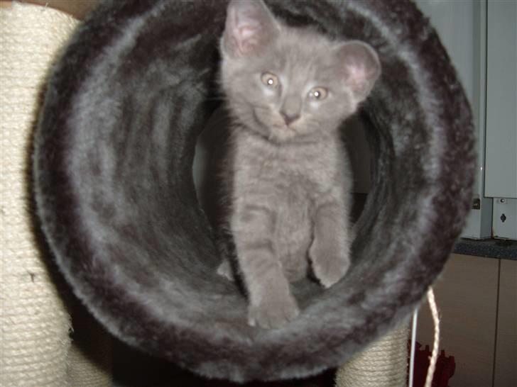 Blanding af racer Carla billede 16