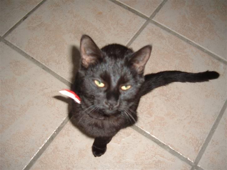 Blanding af racer Blacki billede 1