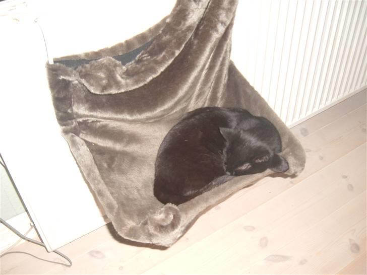 Blanding af racer Blacki billede 2