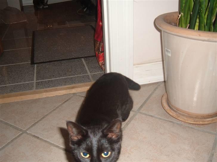 Blanding af racer Blacki billede 3