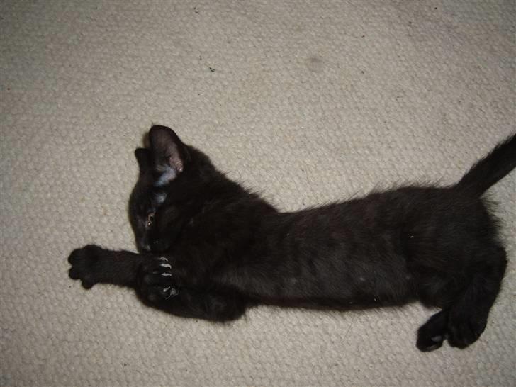 Blanding af racer Blacki billede 4