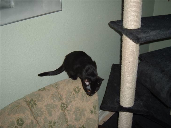 Blanding af racer Blacki billede 5