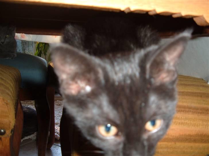 Blanding af racer Blacki billede 6