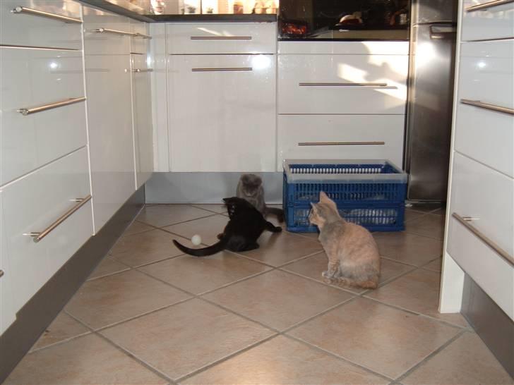 Blanding af racer Blacki billede 7