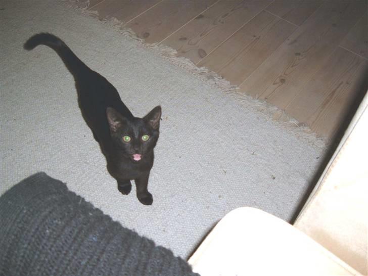 Blanding af racer Blacki billede 8