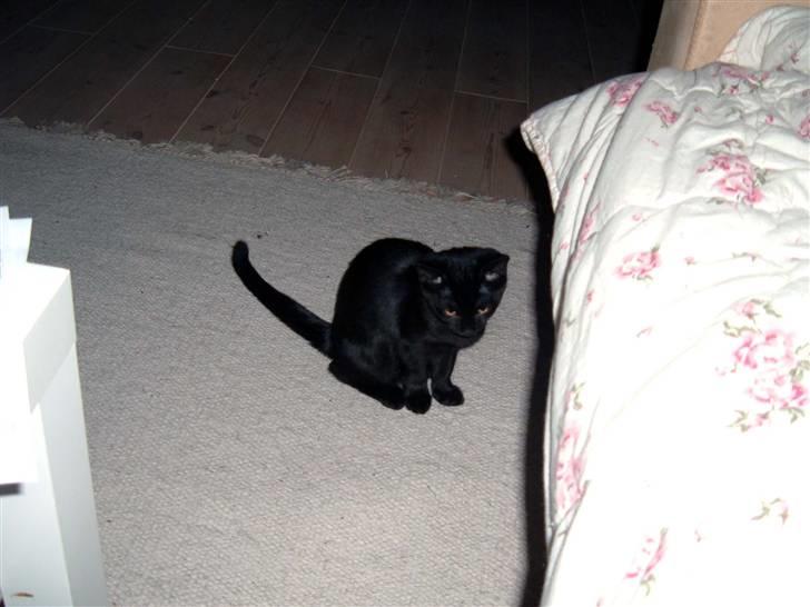 Blanding af racer Blacki billede 9