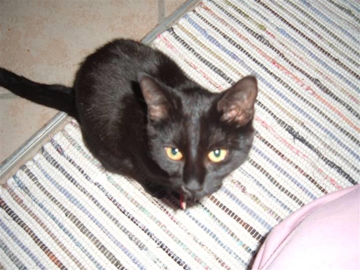 Blanding af racer Blacki billede 10