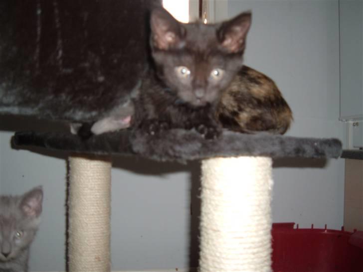 Blanding af racer Blacki billede 12