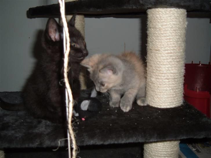 Blanding af racer Blacki billede 13