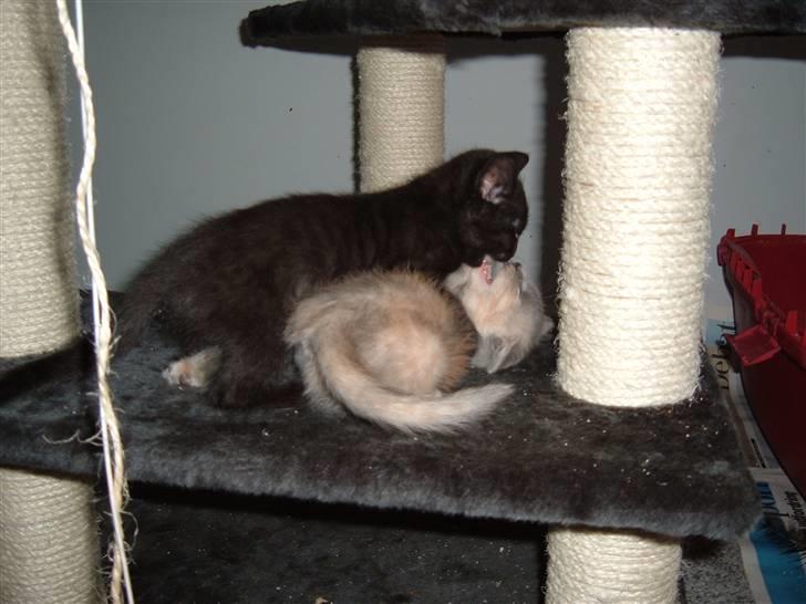 Blanding af racer Blacki billede 14