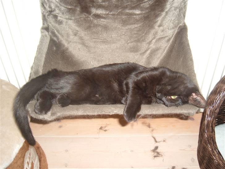 Blanding af racer Blacki billede 15