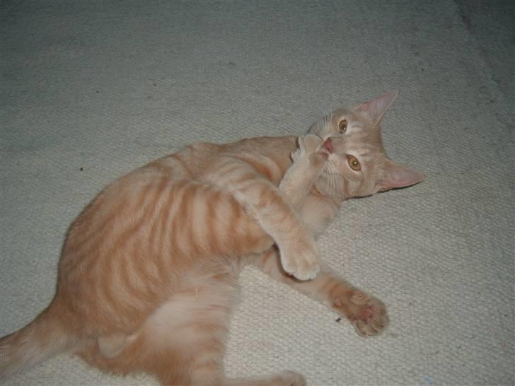 Blanding af racer Victor billede 1