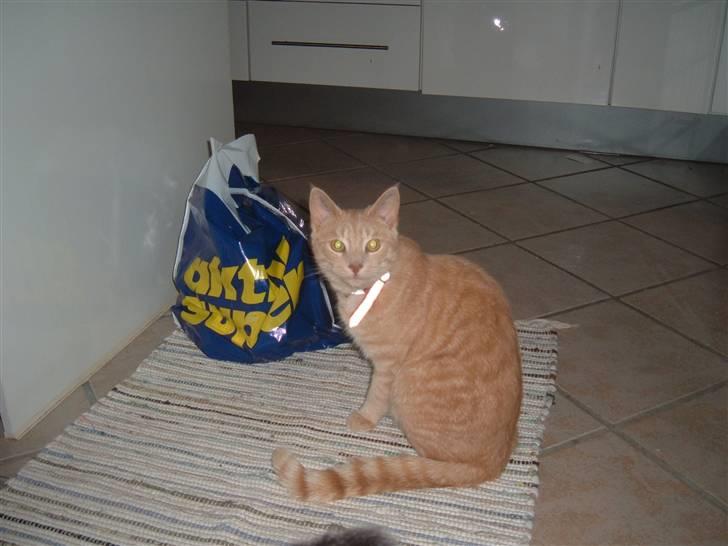 Blanding af racer Victor billede 2