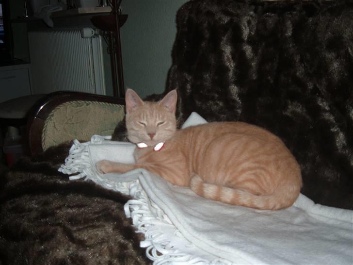 Blanding af racer Victor billede 3