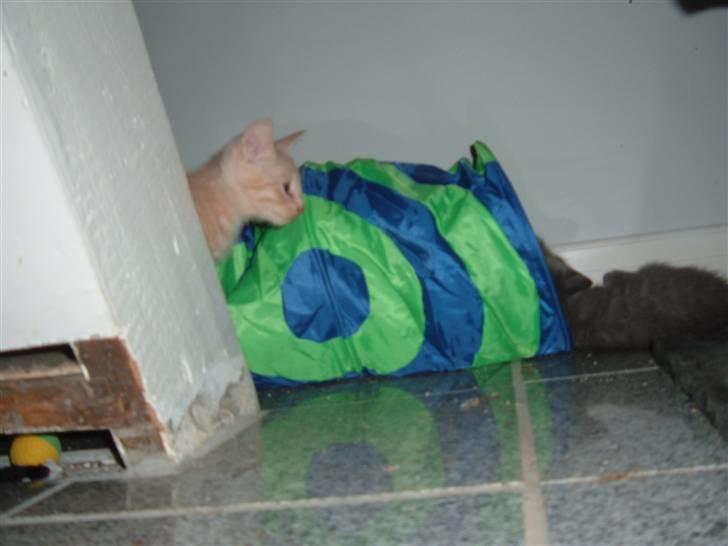 Blanding af racer Victor billede 4