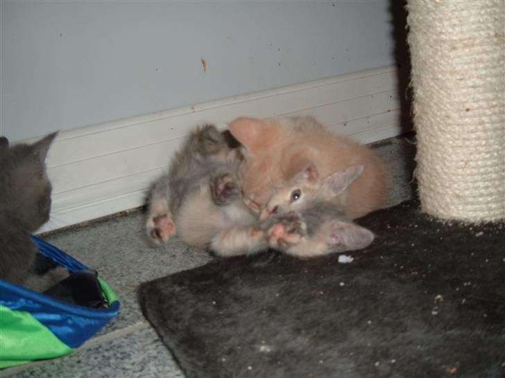 Blanding af racer Victor billede 5