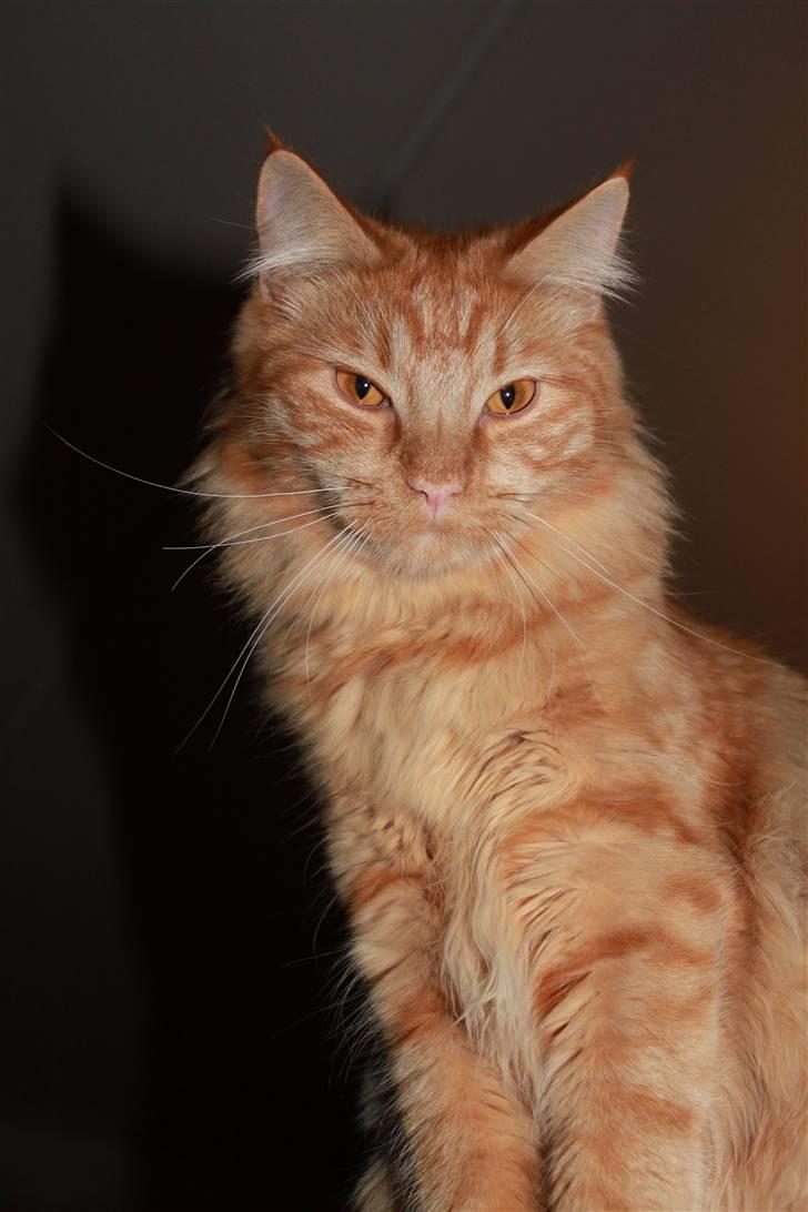 Blanding af racer Ferrari  billede 1