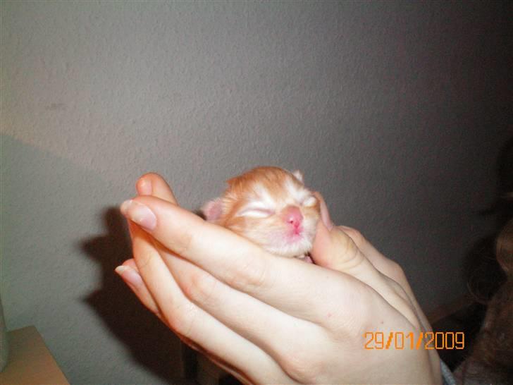 Blanding af racer Ferrari  billede 2