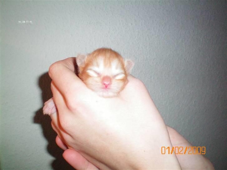 Blanding af racer Ferrari  billede 3