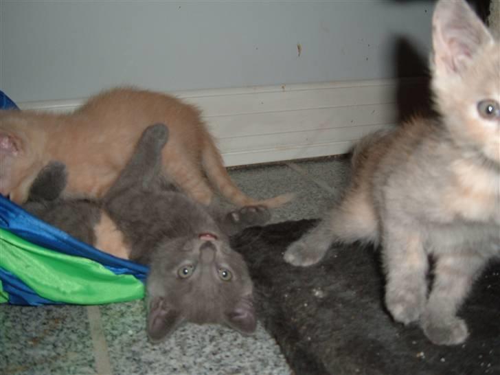 Blanding af racer Victor billede 8