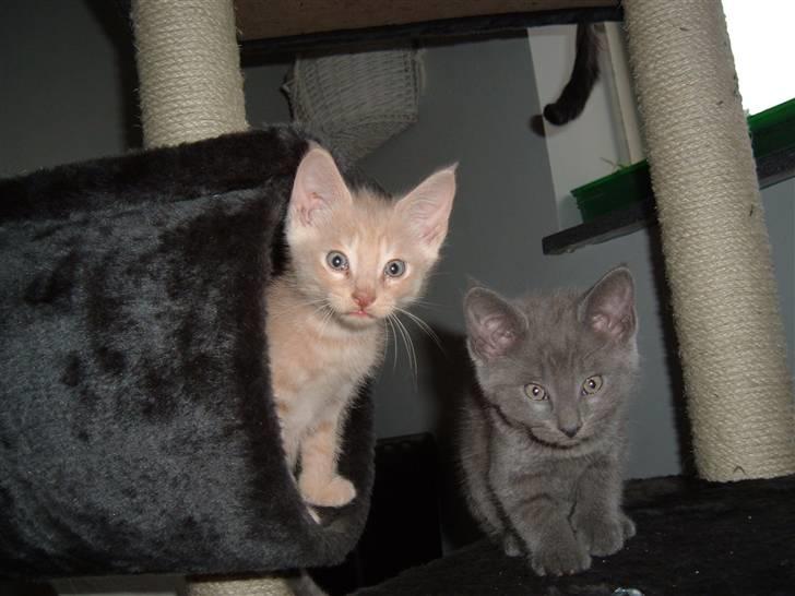 Blanding af racer Victor billede 9