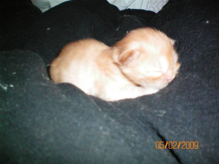 Blanding af racer Ferrari  billede 4