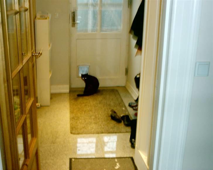 Blanding af racer Victor billede 10