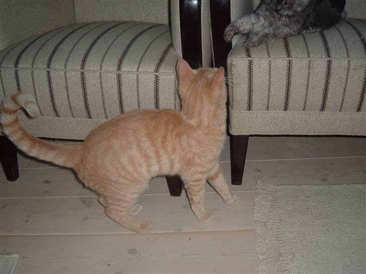 Blanding af racer Victor billede 11