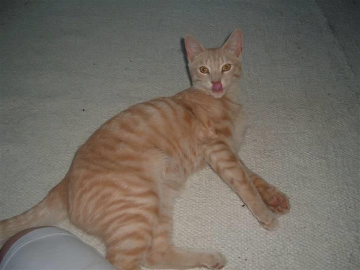 Blanding af racer Victor billede 12