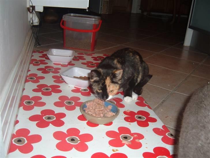 Blanding af racer Victor - Victor´s "kæreste" billede 13