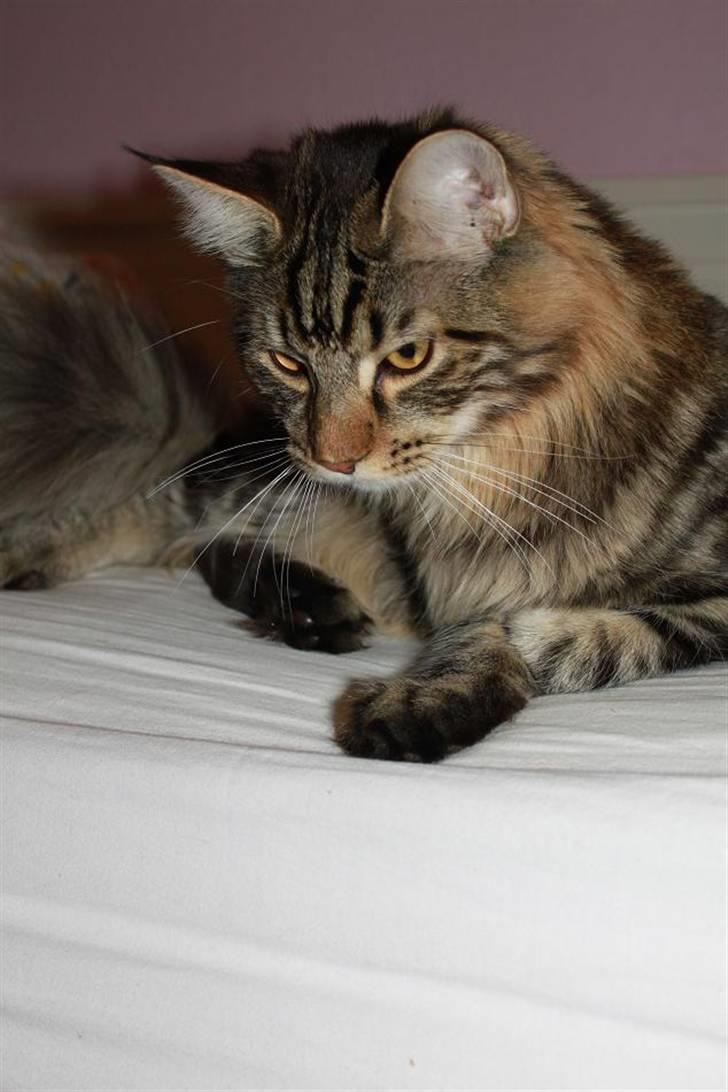 Blanding af racer Baltazar billede 1