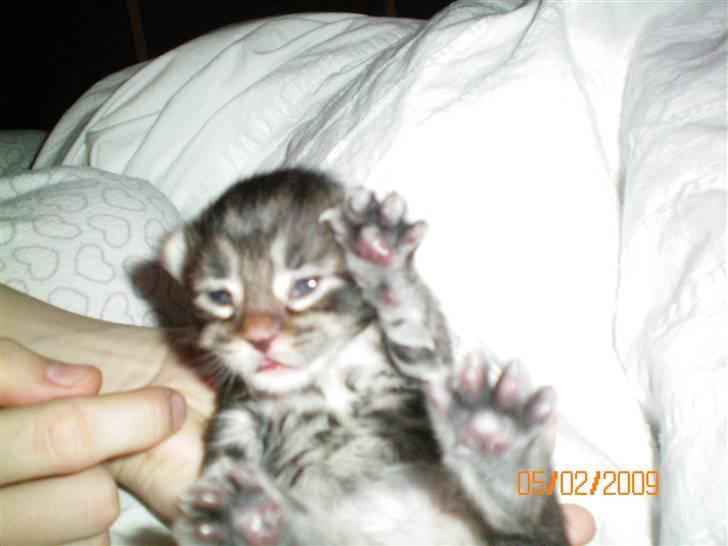 Blanding af racer Baltazar billede 2