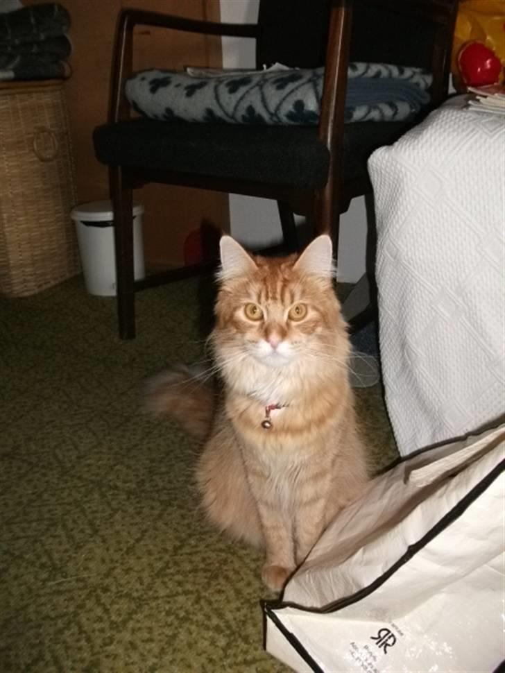 Blanding af racer Orkide mormor og morfar's billede 1