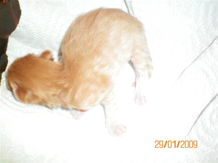 Blanding af racer Orkide mormor og morfar's billede 2