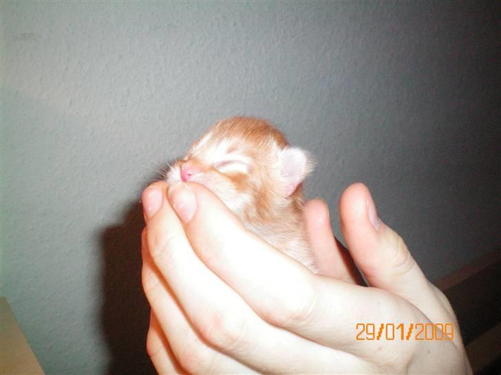 Blanding af racer Orkide mormor og morfar's billede 3