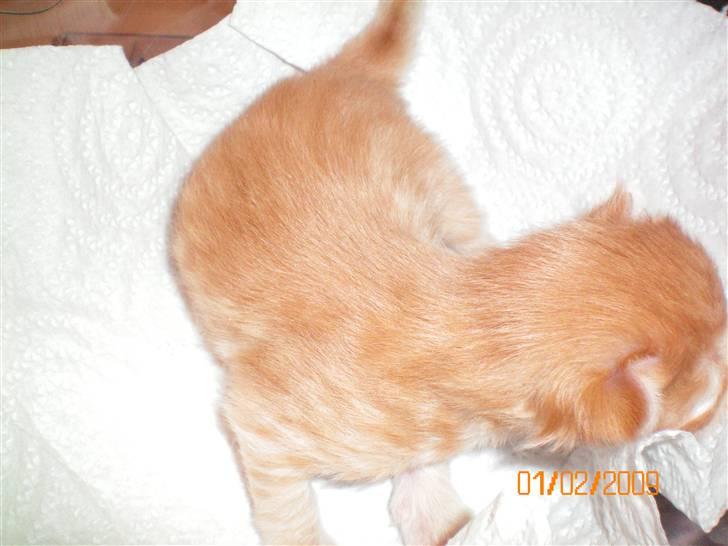 Blanding af racer Orkide mormor og morfar's billede 4