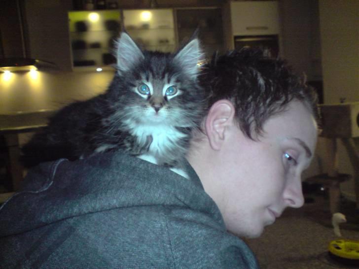 Norsk Skovkat Joey - Den kravlede op af hans ryg og lagde sig til at sove i hans hætte :D  billede 5