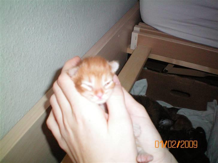 Blanding af racer Orkide mormor og morfar's billede 5