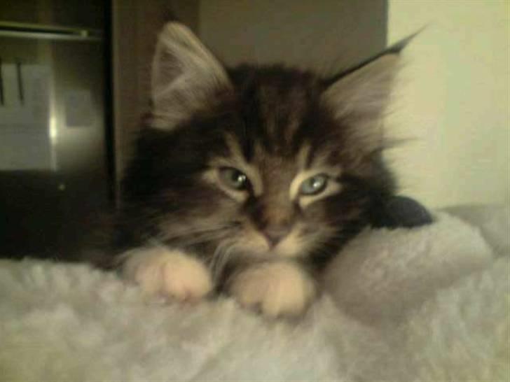 Norsk Skovkat Joey billede 6