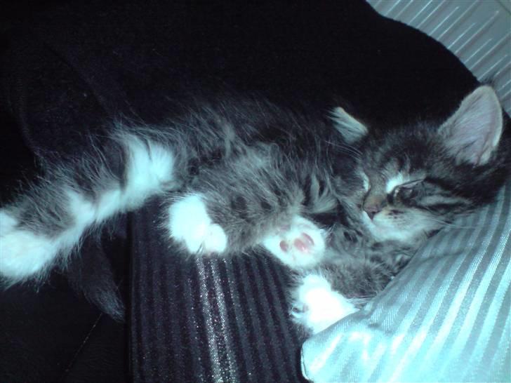 Norsk Skovkat Joey - ZzzzZZzzz billede 7