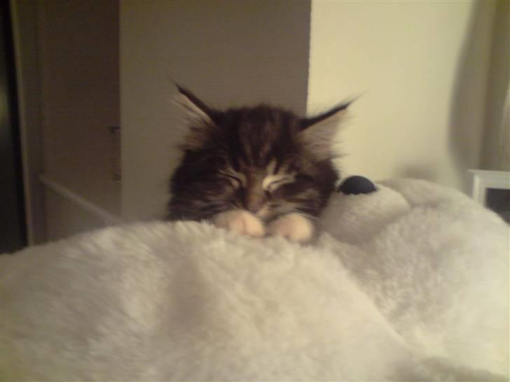 Norsk Skovkat Joey - Put-sover med bamse! billede 8