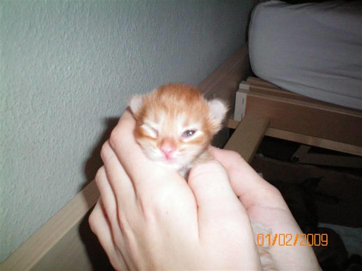 Blanding af racer Orkide mormor og morfar's billede 6