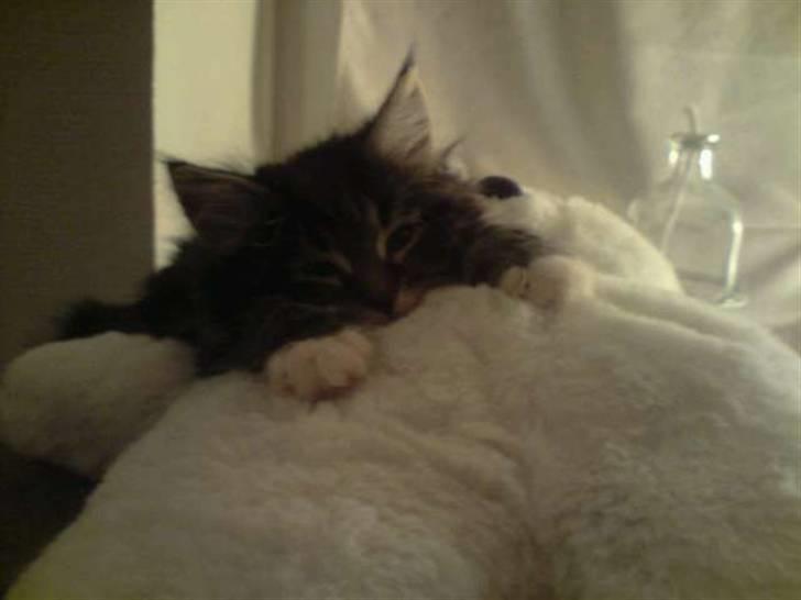 Norsk Skovkat Joey billede 9