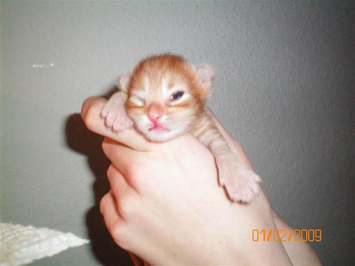 Blanding af racer Orkide mormor og morfar's billede 7